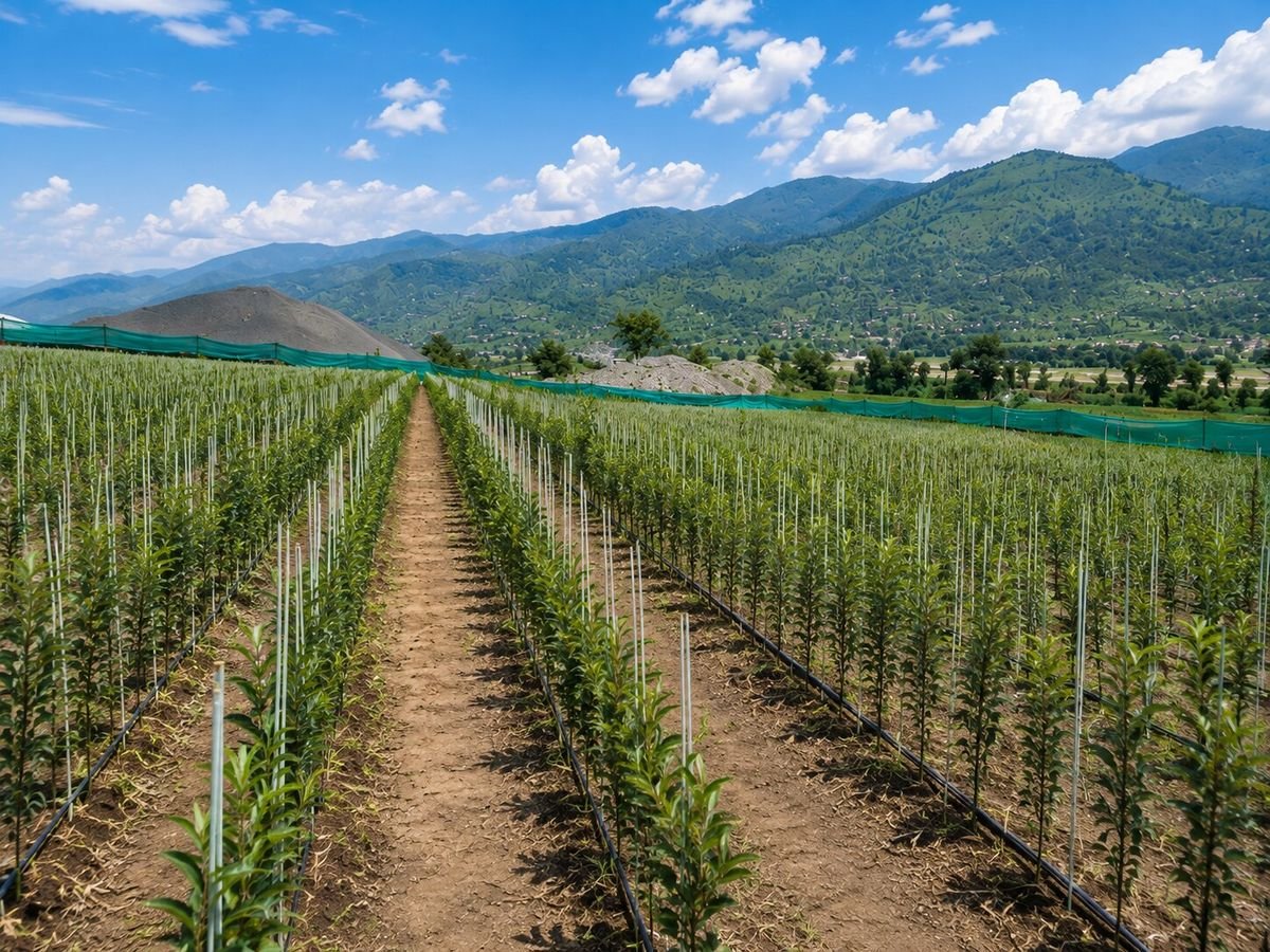 Rows of young nursery trees on drip line under a blue sky, with shade netting along the far edge and hills beyond.