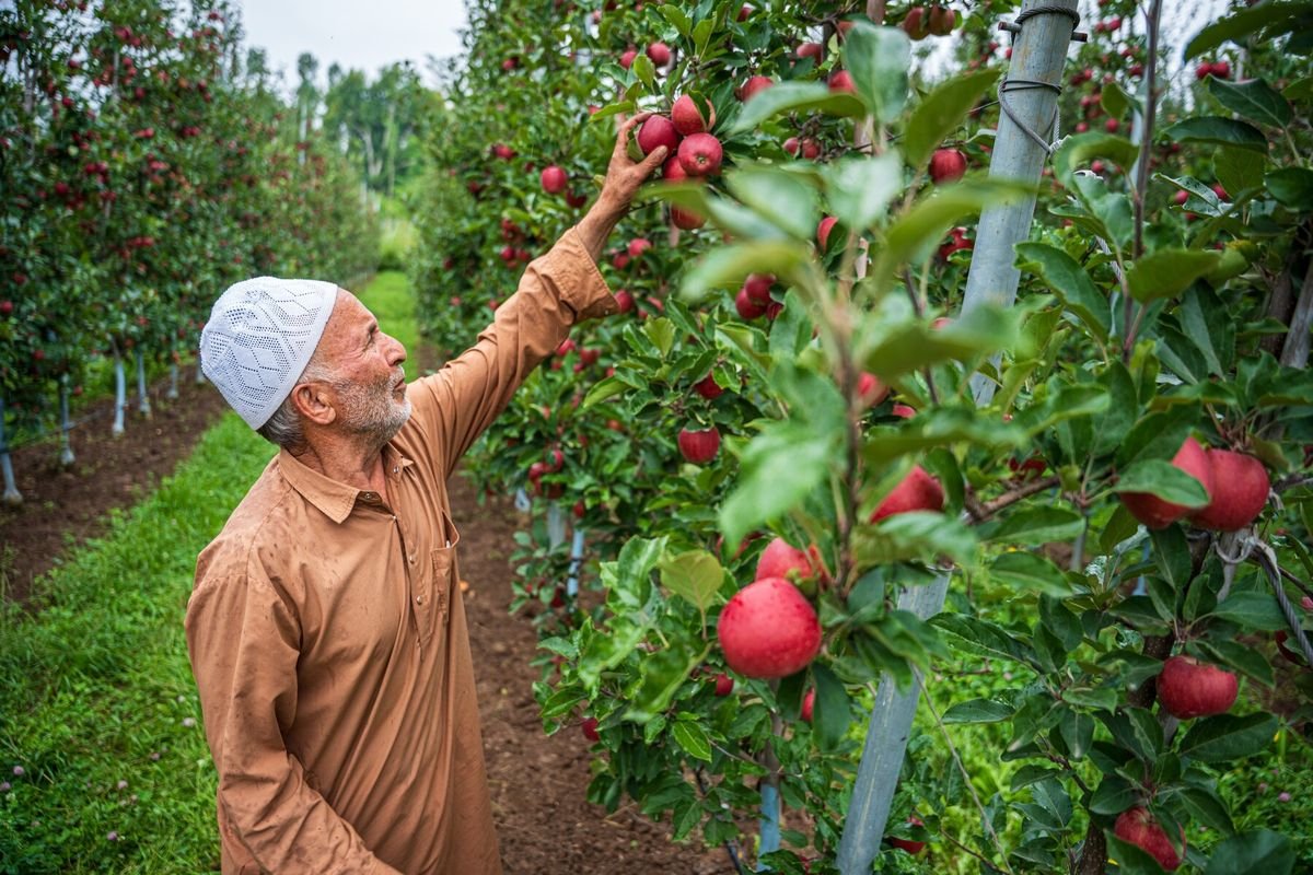 A grower reaching up into a trellised tree to pick a ripe apple.