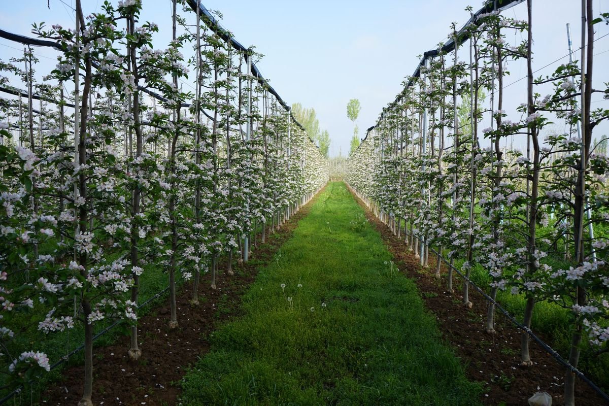 Two rows of trellised apple trees in full blossom converging down a grassed alley, with poplars and haze beyond.