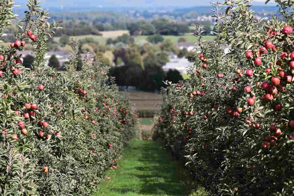 apple orchard