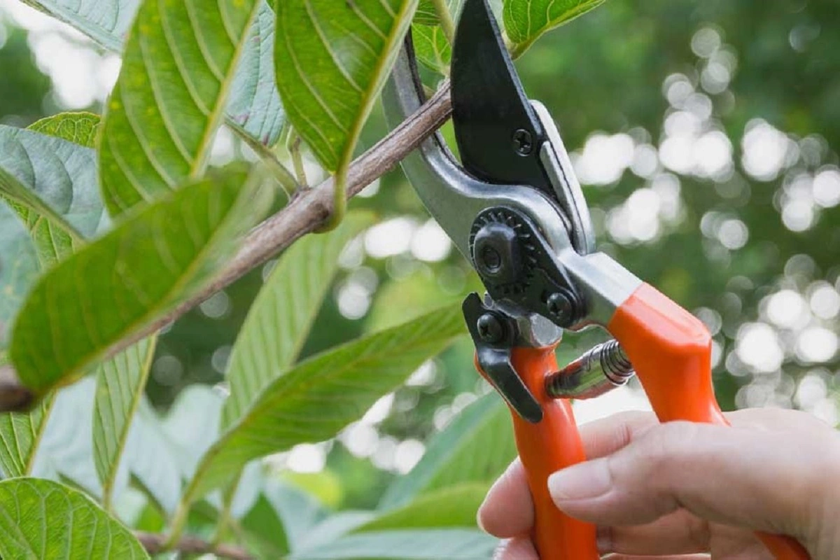 pruning