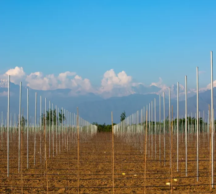 galvanized trellis